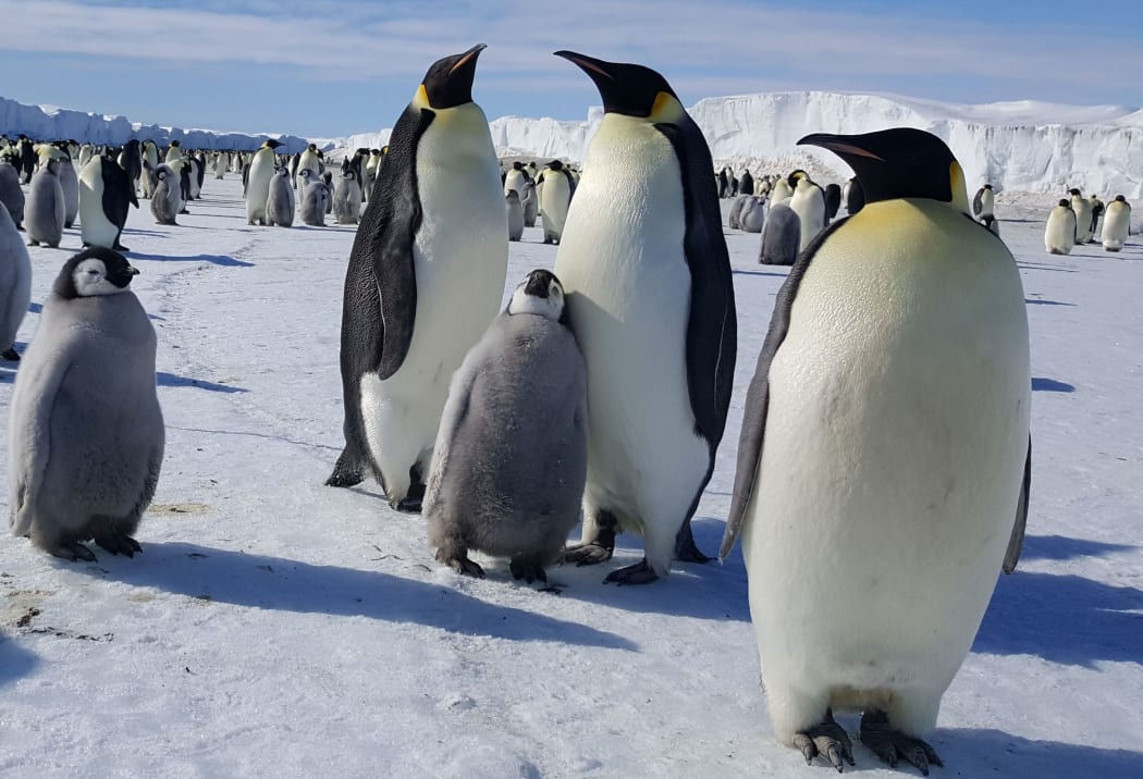 Emperor penguins at Cape Crozier on Ross Island. The photo was taken in mid November when the chicks were about half-grown.