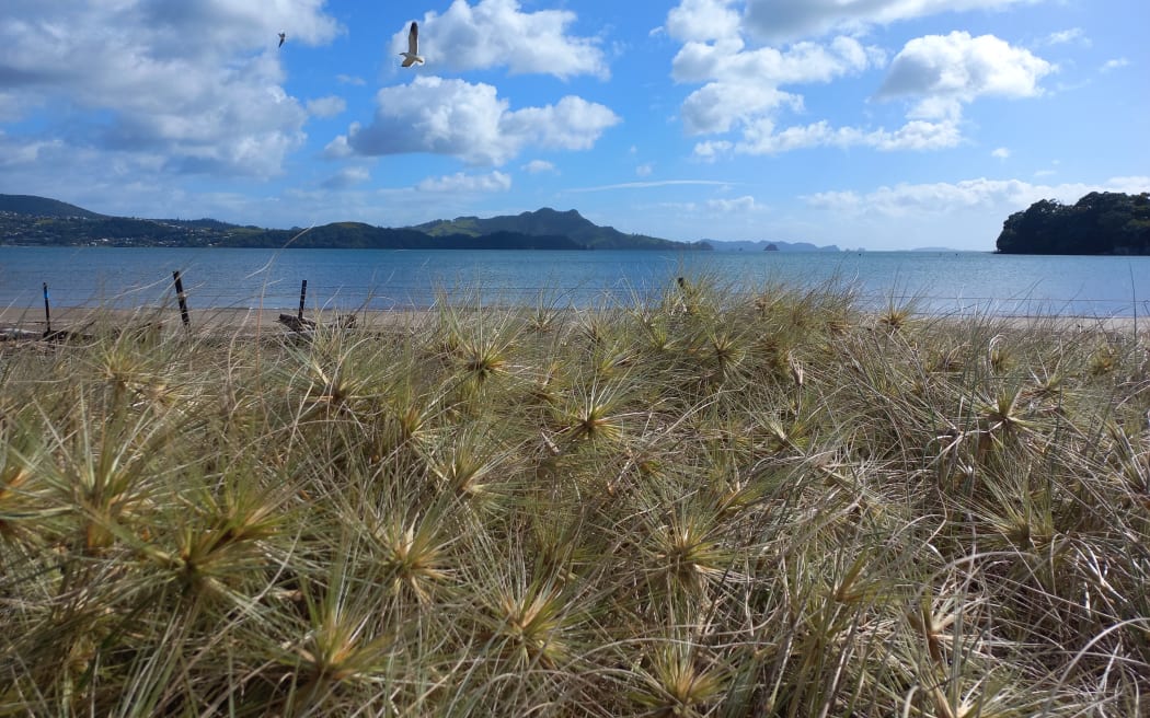 Spinifex in the foreground with beach in the background.