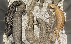 Australian police seized a collection of live reptiles with an estimated street value of A$1.2m.