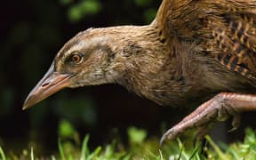 Weka