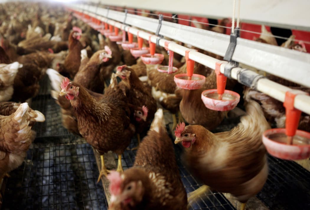 Chickens indoors at a poultry farm in Waddinxveen in the Netherlands (photo taken in 2005)