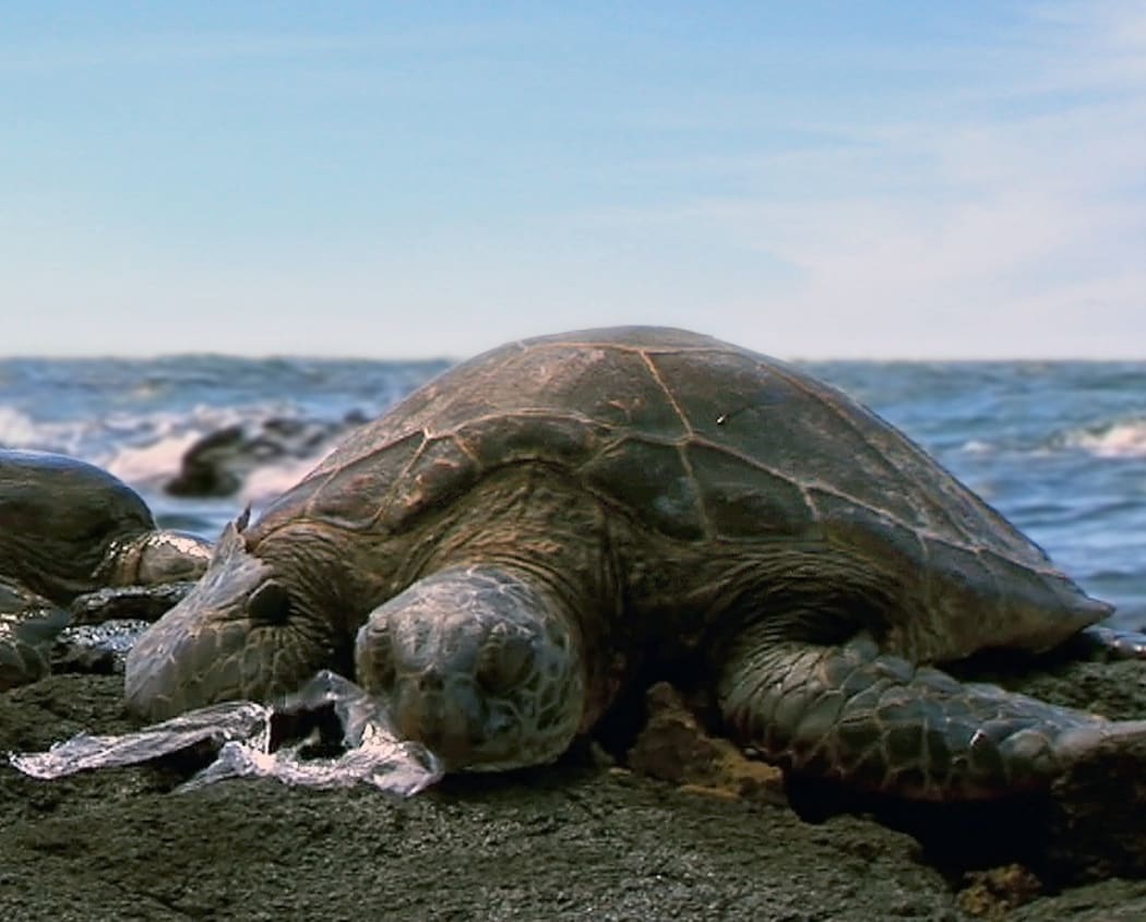 Galápagos green turtle suffocating on injested plastic bag, mistaken for jellyfish.