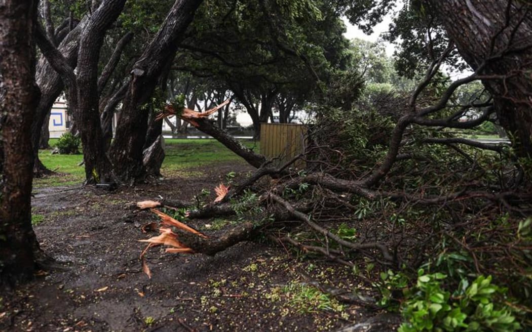 Wind damaged trees at Rongotai College in the Wellington suburb of Kilbirnie on 16 February 2026.