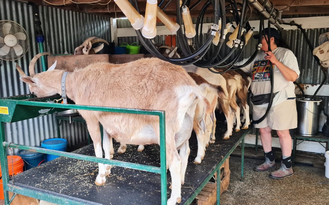 Dairy goat farm