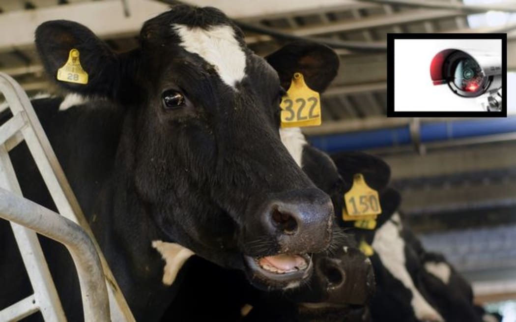 Security cameras have been found filming in Waikato dairy sheds.
