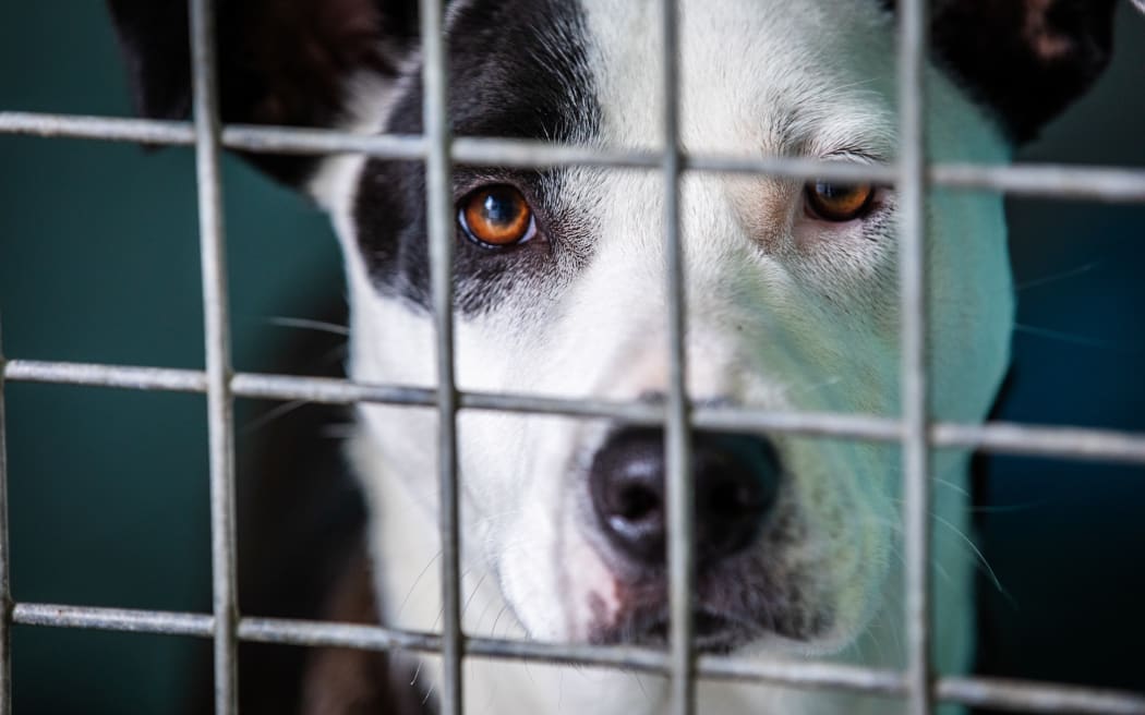 Dogs for Adoption