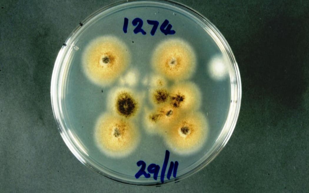 Pithomyces chartarum