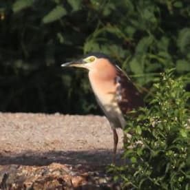 Photo for Nankeen night heron