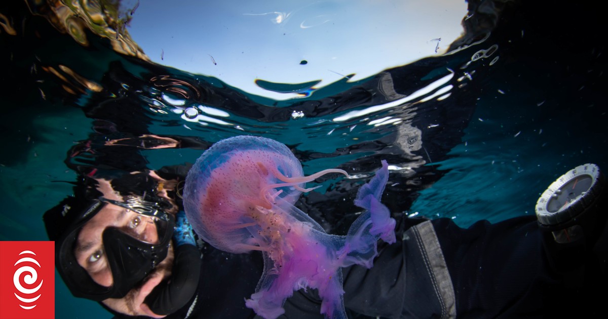 In photos Jellyfish, lobster larvae and soft coral images captured