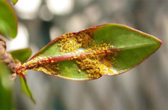 myrtle rust