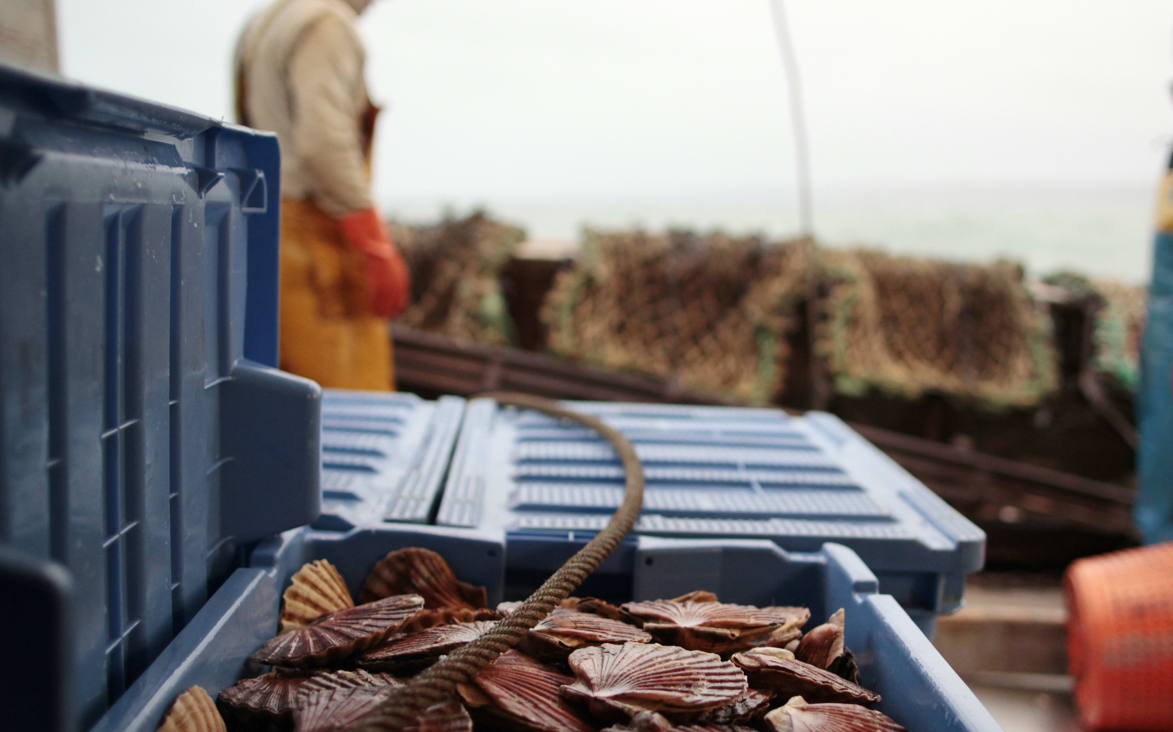 Scallops shell are seen onboard a fishing boat on December 18, 2014 off Port-en-Bessin, northwestern France.