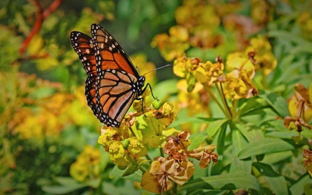 Monarch butterfly in Robin Simenauer's garden