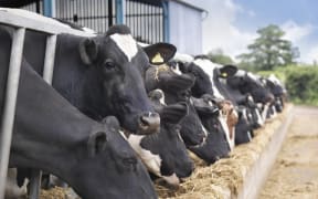 Cows are being bred to tolerate heat.