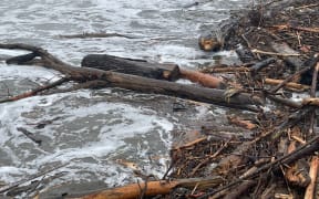 Forestry slash on the beach at Gisborne after Cyclone Gabrielle.