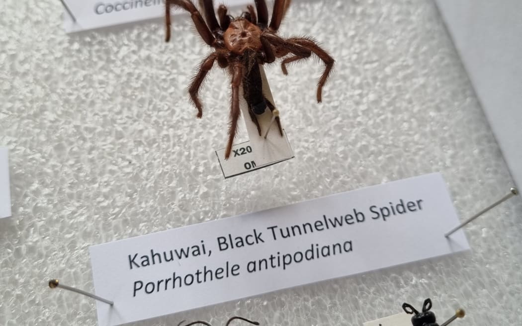 Kahuwai spider on display at the Otago Museum collection.