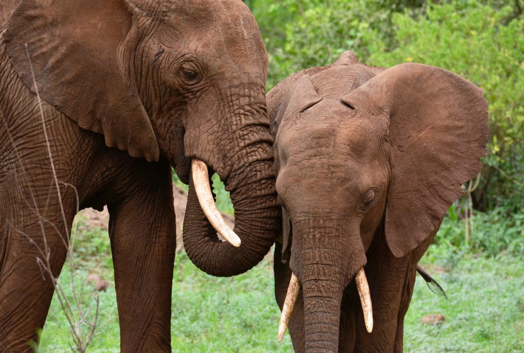 A pair of African elephants in the Manyara National Park in Tanzania (file)