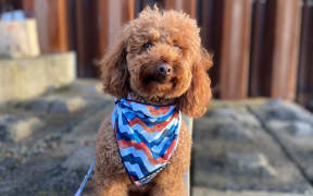 The 3-year-old micro-chipped poodle was playing with another dog in the off-leash section of Manurewa's Botanic Gardens when he went missing.