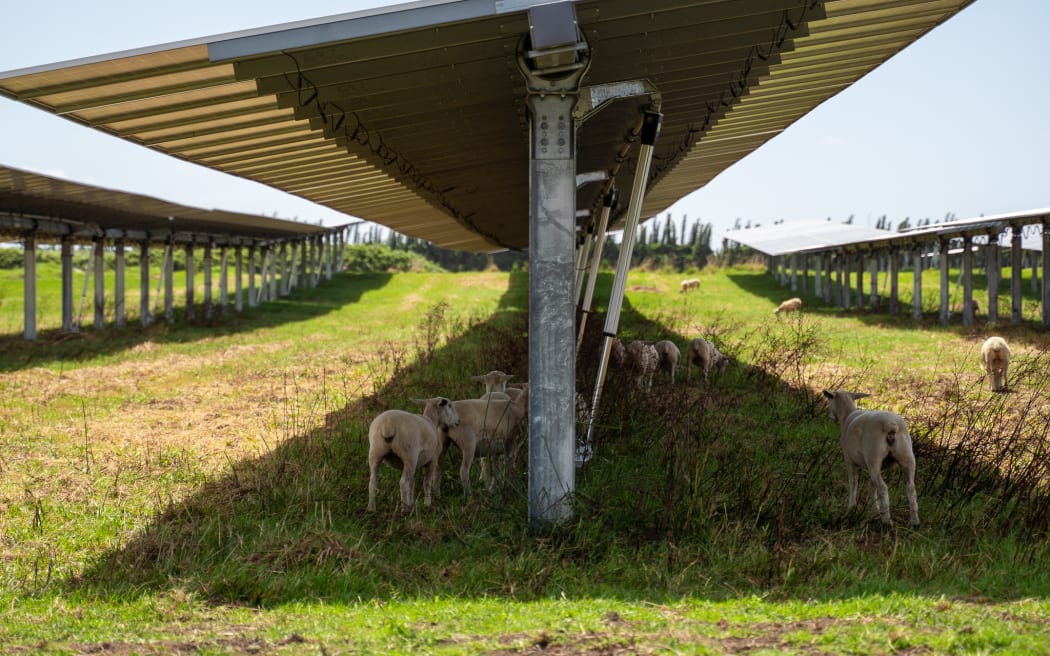 Sheep spending time in the shade of the solar panels in Lodestone's solar farm in Northland