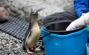Little Blue Penguin