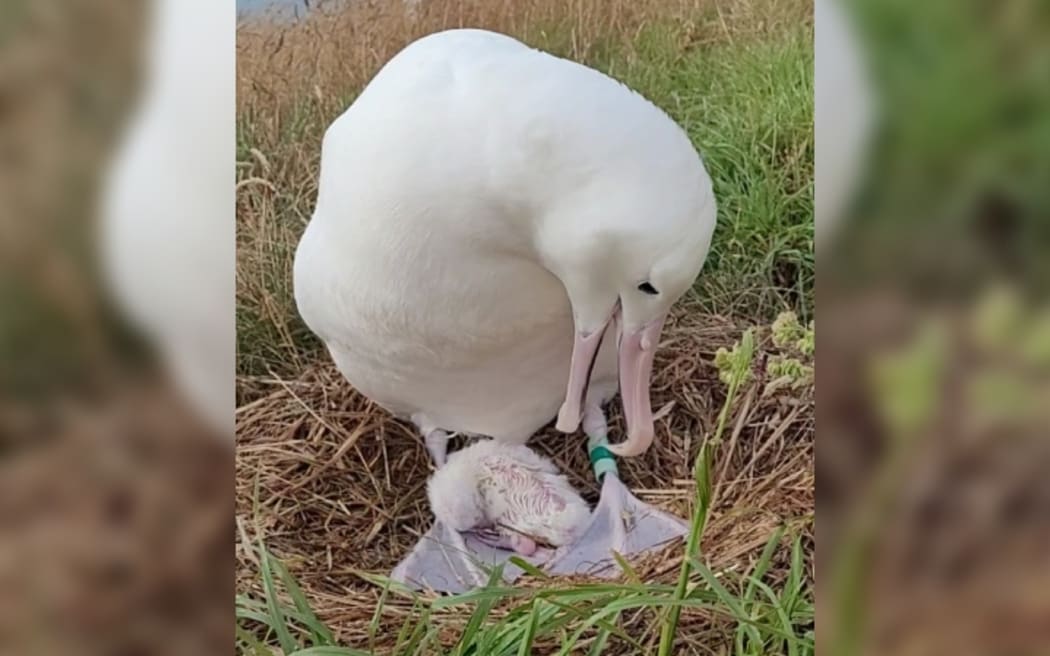 The chick is returned to its parent.