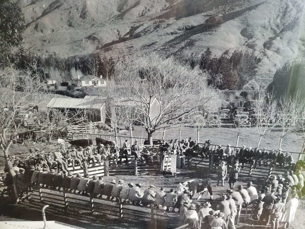 A Wilencote Polled Herefords bull sale in the early days