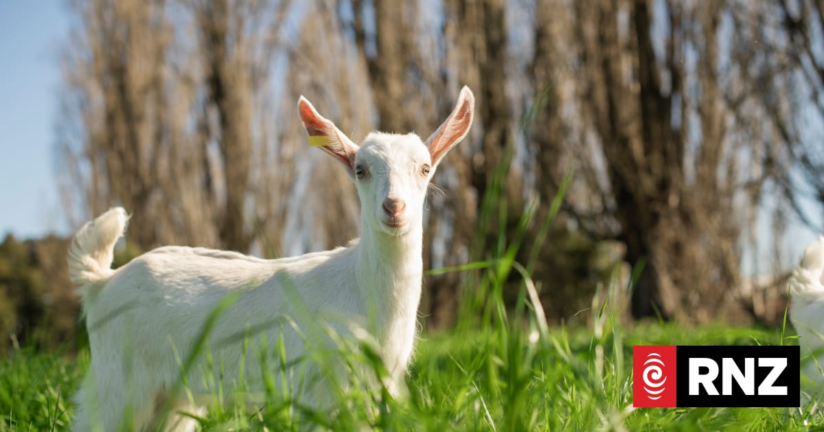 NZ goat formula co-operative expands to China, United States