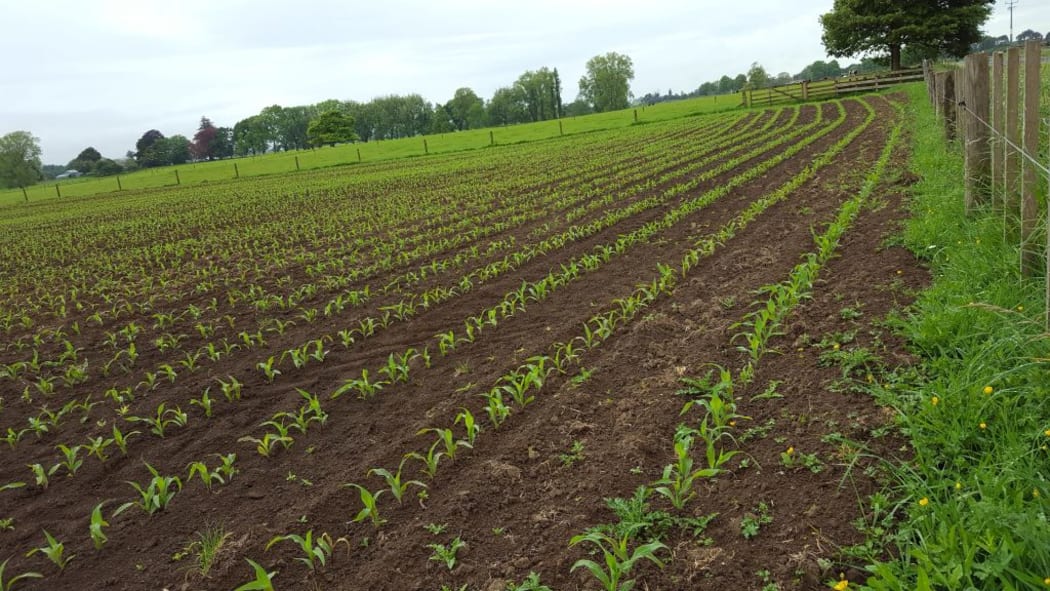 A bumper season for asparagus