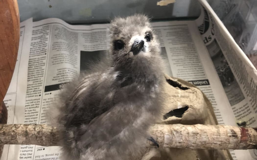 A Kakaia chick.