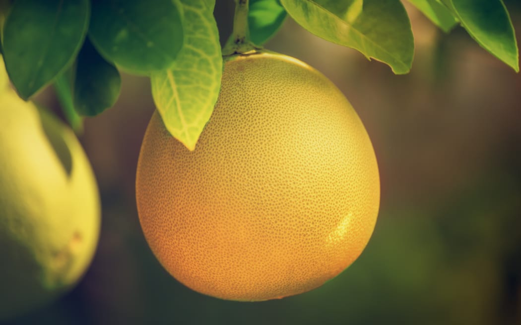 Ripe pomelo fruits hang on the trees in the citrus garden. Harvest of tropical pomelo in orchard. Pomelo is the traditional new year food in China, it gives luck. Agricultural food background