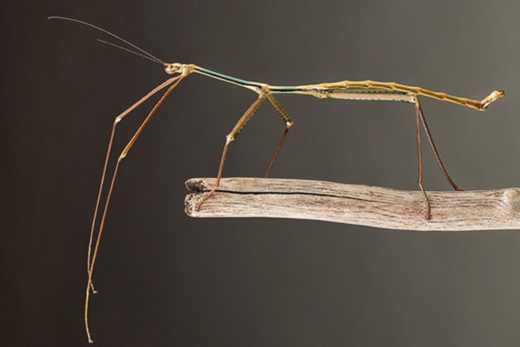 This giant stick insect - Phryganistria tamdaoensis - is common in the town of Tam Dao but escaped notice until now.