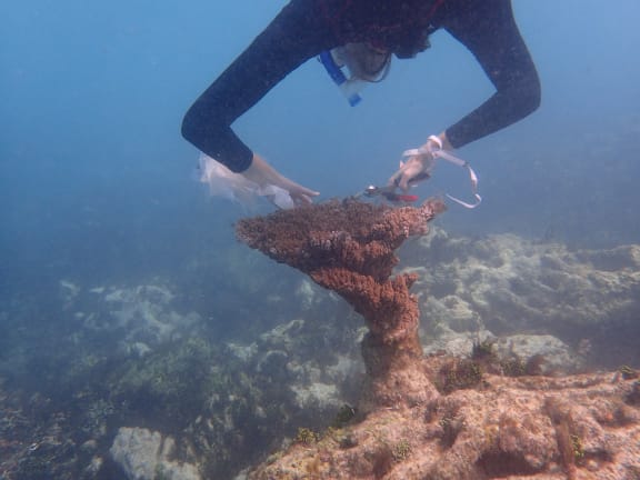 Nuclear wasteland teeming with coral could yield cancer insights | RNZ News