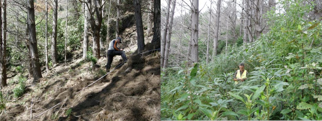 Wilding Pine eradication at Arapawa island  - before and after