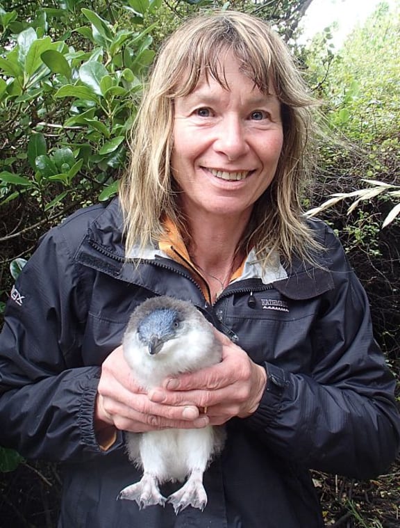 Ali Hull holds a juvenile little penguin which has just begun to produce its first adult feathers, on the top of its head.