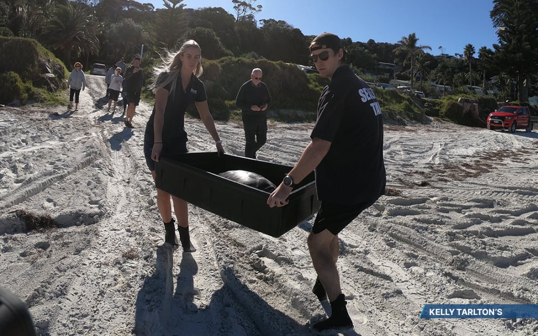 Green turtle Connie released in the Far North