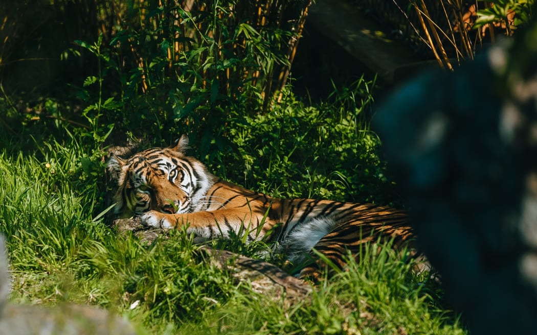 Auckland Zoo's Sumatran tiger Zayana.