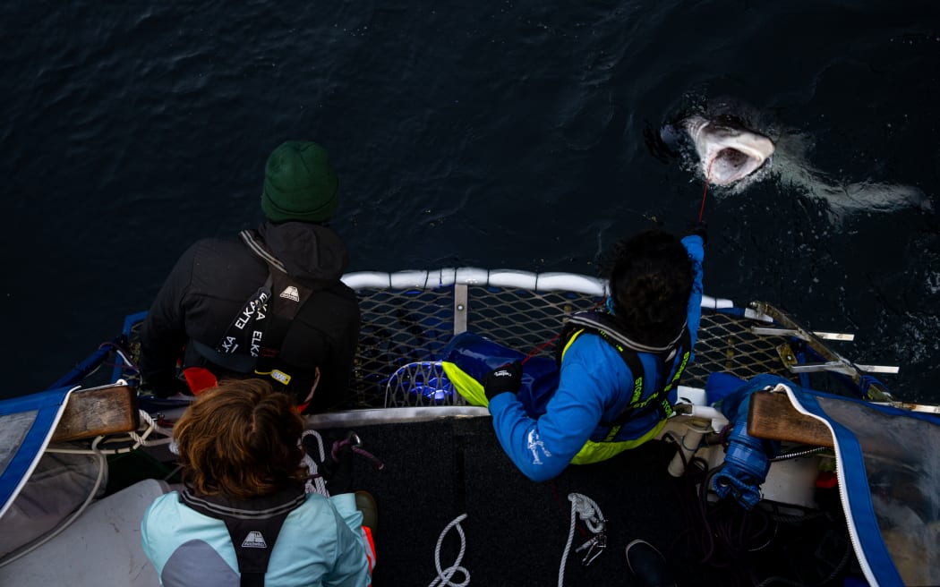 A bird's-eye view of two people leaning over the edge of a boat. One is reaching out towards the open gape of a shark which has its nose sticking out of dark water.