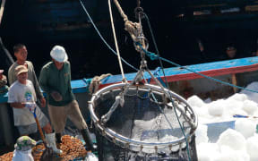 A handout photo taken by Greenpeace on November 24, 2011 and released on November 27, 2011 shows a catch of tuna as it is is trans-shipped from an illegal, unregistered and unlicensed (IUU) purse seine fishing vessel onto a reefer, or cold storage vessel in waters close to the border of Indonesia's Exclusive Economic Zone (EEZ). Purse seining on the high seas is illegal since an agreement was signed in 2008. In addition to breaking international law, the fishing of juvenile yellowfin tuna is unsustainable. Greenpeace is in the Western and Central Pacific ocean on a 'Defending Our Pacific' expedition to campaign for the establishment of a network of marine reserves and an end to overfishing. ---EDITORS NOTE-- RESTRICTED TO EDITORIAL USE MANDATORY CREDIT "AFP PHOTO / GREENPEACE / ALEX HOFFORD" ---- NO MARKETING NO ADVERTISING CAMPAIGNS - DISTRIBUTED AS A SERVICE TO CLIENTS (Photo by ALEX HOFFORD / GREENPEACE / AFP)