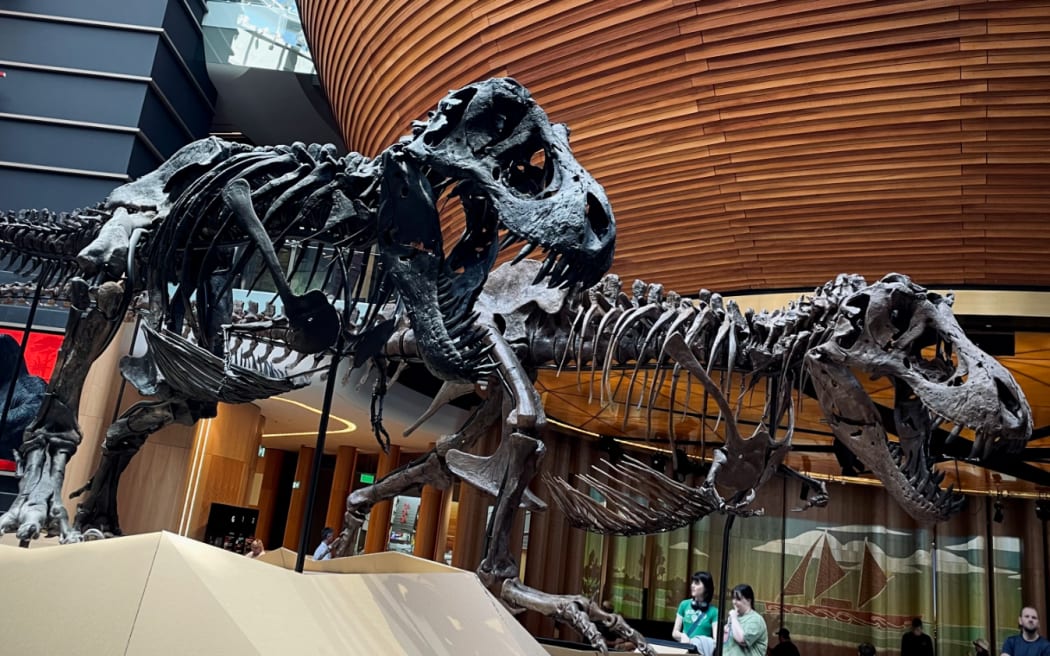Two fossilised T-Rex skeletons named "Barbara" and "Peter" at Auckland War Memorial Museum