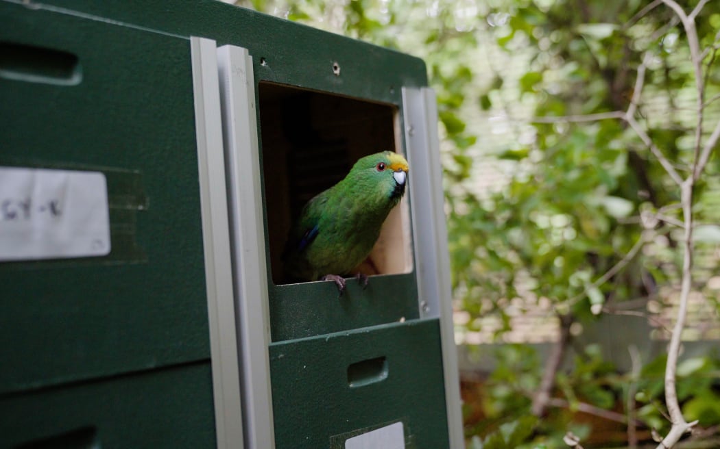 A Kākāriki Karaka is released on Pukenui Anchor Island.