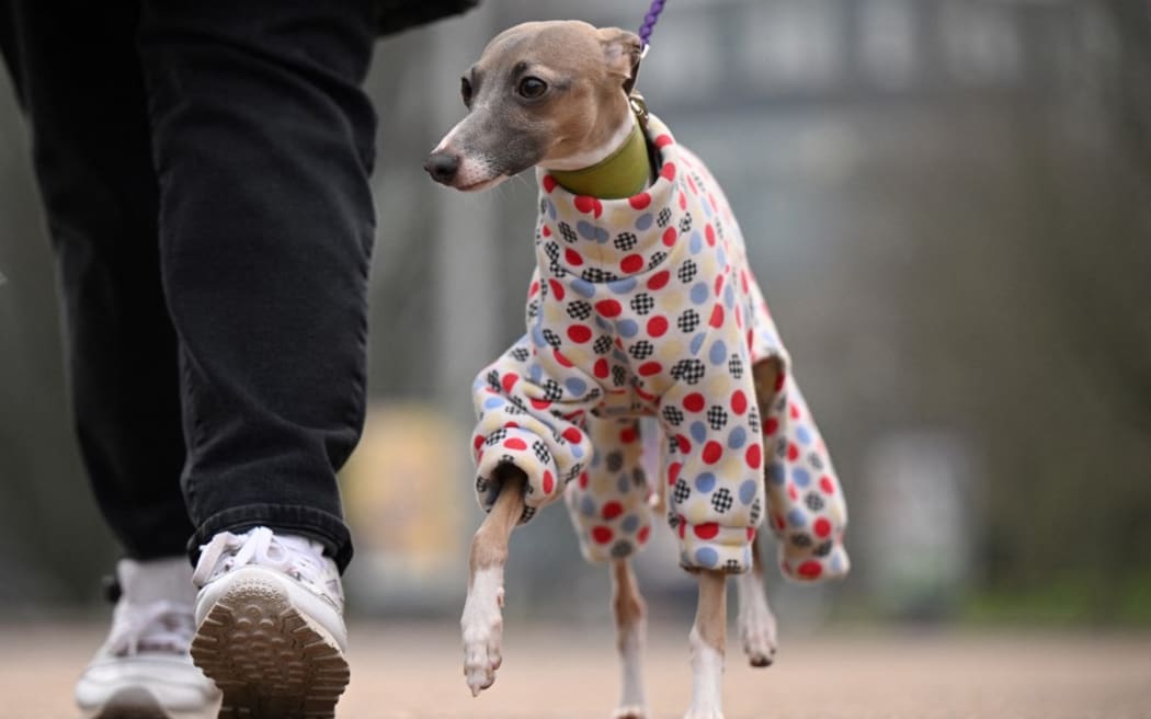 A dog arrives on the first day of the Crufts dog show at the National Exhibition Centre in Birmingham, central England, on March 7, 2024. (Photo by Oli SCARFF / AFP)