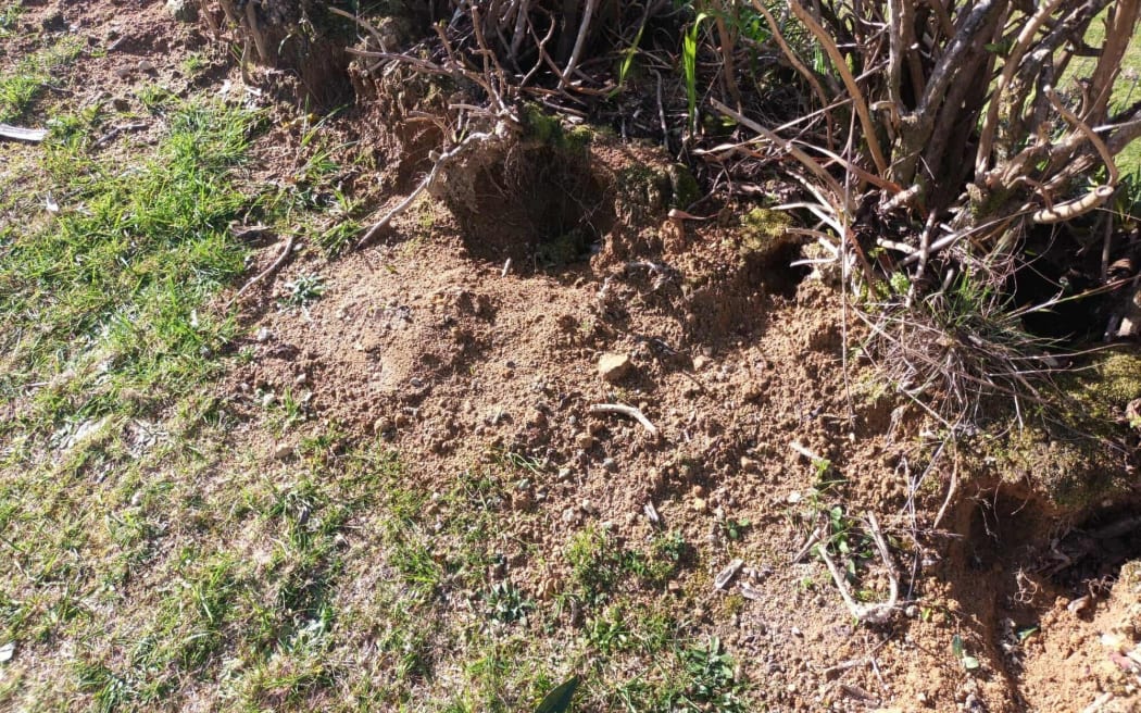 Rabbit damage at an Okere Falls property.