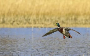 mallard duck