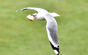 A seagull flies with a piece of bread during day three of the first International Test cricket match between New Zealand and Sri Lanka at University Oval in Dunedin.