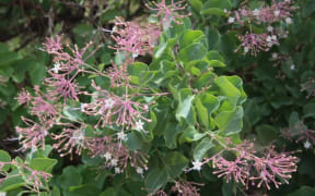 Commicarpus macrothamnus - a new species of “African Bougainvillea” from gypsum outcrops in the mountains of Ethiopia - has flowers that are covered in pink, sticky, glandular hairs.