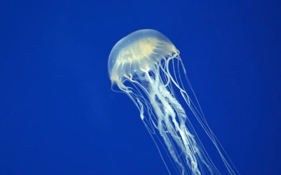 Box jellyfish