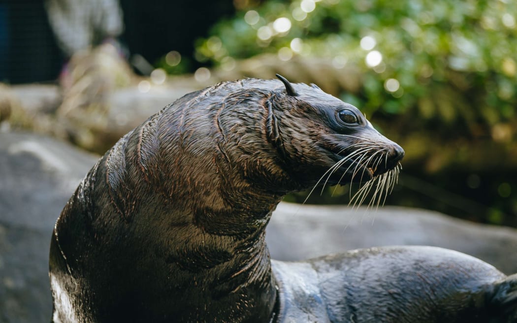 Auckland Zoo announced its 20-year-old subantartic fur seal named Ōrua was euthanised on Thursday, 11 December 2025.