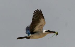 Mariana kingfisher