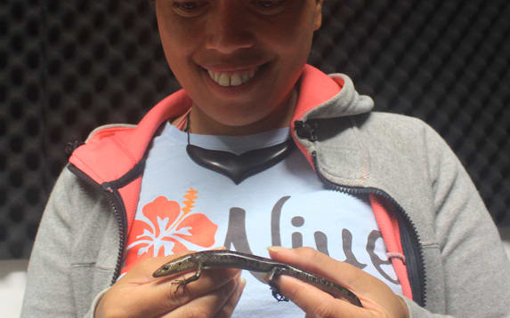 The Olive Tree skink