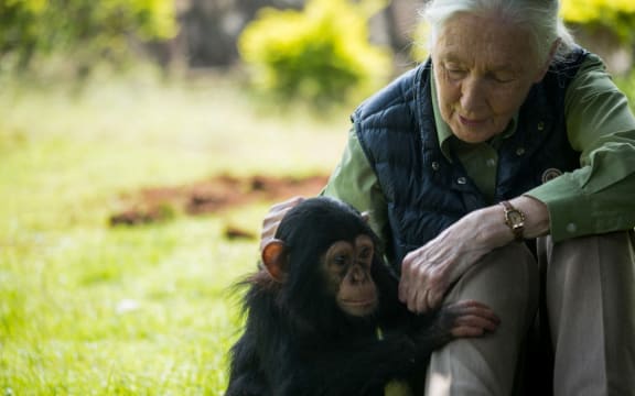 British primatologist Jane Goodall visits chimp rescue center on June 9, 2018 in Entebbe, Uganda. During her visit at the Uganda Wildlife Education Centre, Goodall, also fronted a “naming ceremony” for a baby chimp called Zakayo the second.