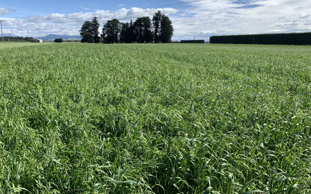 Plant & Food Research catch crop trials